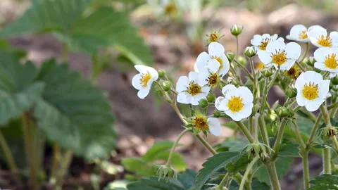Blooming bush of strawberries close-up Stock Footage 105287411