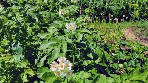 Blooming bushes of potatoes, selective focus, close-up. Stock Footage 166191416