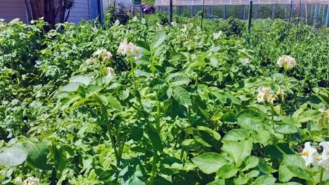 Blooming bushes of potatoes, selective focus, close-up. Video stock 166191457