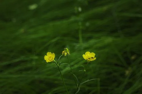 Blooming buttercup Stock Photos