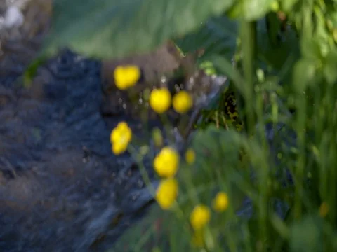 Blooming butterflies with rack focus along streaming water river Stock Footage 76282002