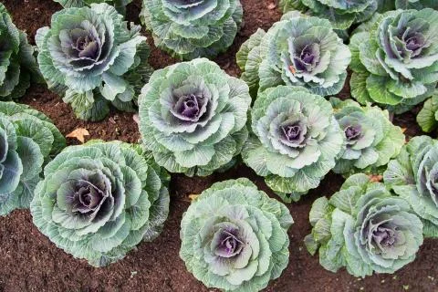 Blooming cabbage on soil floor Stock Photos