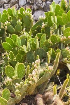 Blooming cacti Stock Photos