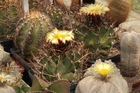 Blooming cacti Stock Photos