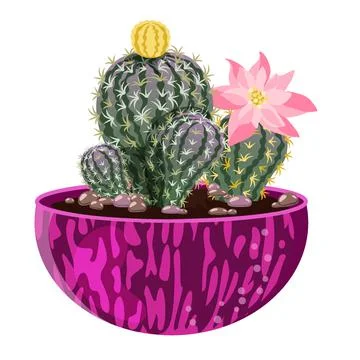 Blooming cacti in a pink pot. Composition of indoor plants. Stock Illustration