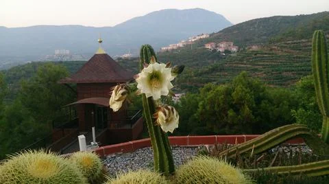 Blooming cactus on the background of mountains Stock Photos