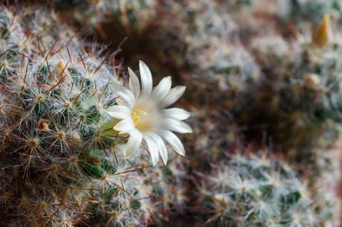 Blooming cactus closeup Фото
