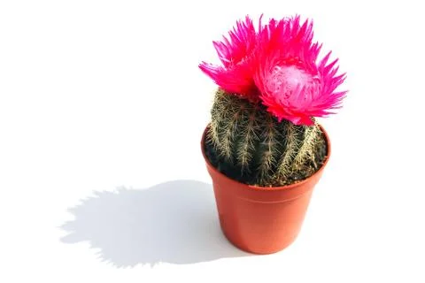 Blooming cactus on a colored background pattern top view Stock-Fotos
