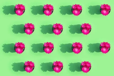 Blooming cactus on a colored background pattern top view Stock-Fotos