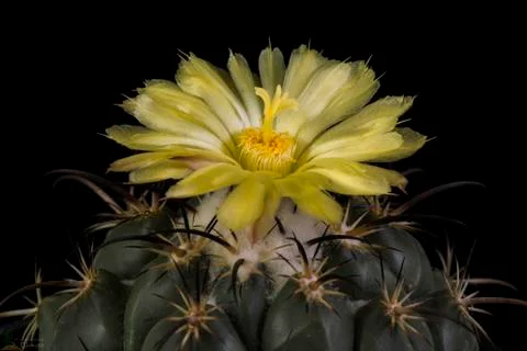Blooming cactus Coryphantha Stock Photos