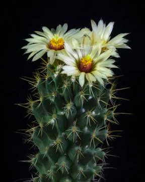 Blooming cactus Coryphantha Stock Photos