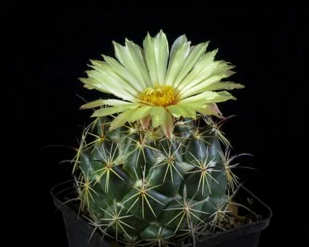Blooming cactus Coryphantha Stock Photos