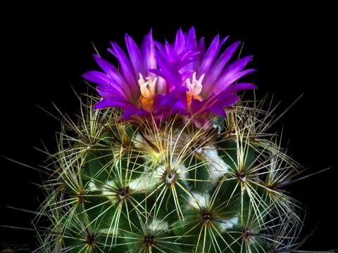 Blooming cactus Coryphantha 스톡 사진