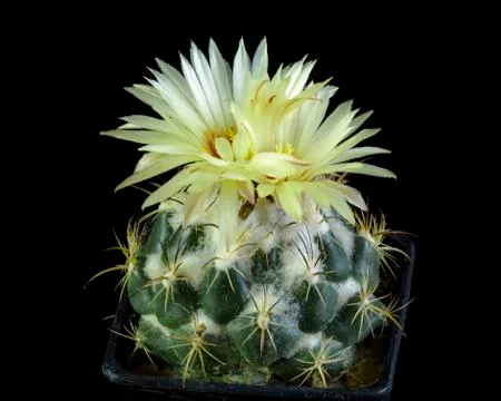 Blooming cactus Coryphantha Stock Photos