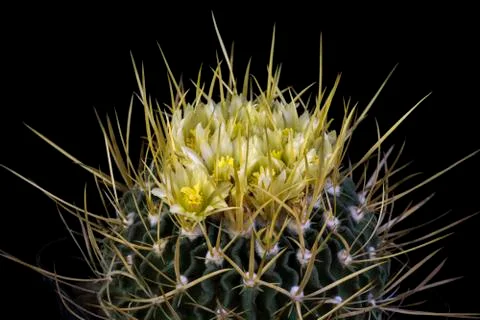 Blooming cactus Echinofossulocactus Stock Photos