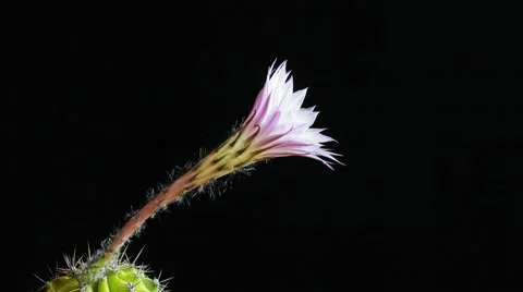 Blooming Cactus Stock Footage 54541743