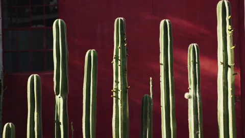 Blooming cactus in front of red wall Stock Footage 307603013