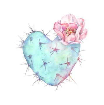 Blooming cactus isolated on white background. Watercolor illustration. Stock Illustration