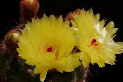 A blooming cactus at Open Gate Stock Footage 339601641