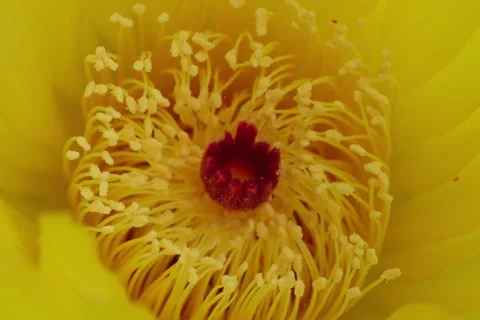 A blooming cactus at Open Gate Stock Footage 339601806