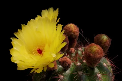 A blooming cactus at Open Gate Stock Footage 339601807