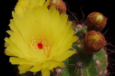 A blooming cactus at Open Gate Stock Footage 339601971