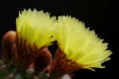 A blooming cactus at Open Gate Stock Footage 339602389