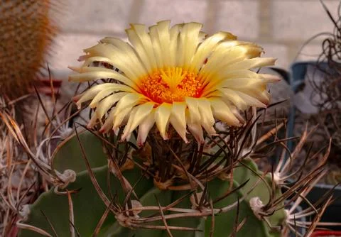 A blooming cactus opened its satin petals over powerful spines Stock-Fotos
