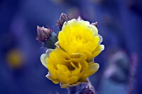 Blooming cactus Stock-Fotos