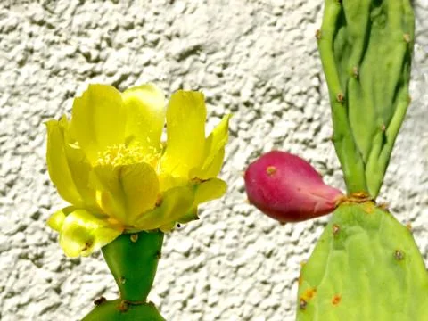 Blooming cactus Stock Photos