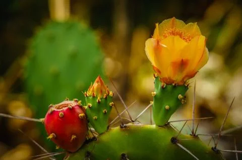 Blooming cactus 스톡 사진