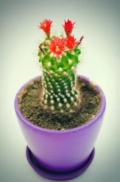 Blooming cactus Stock Photos