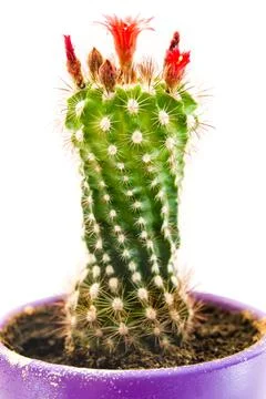 Blooming cactus Stock Photos