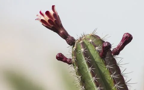 Blooming cactus Stock Photos