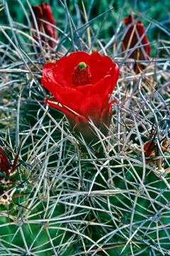Blooming Cactus Stock Photos