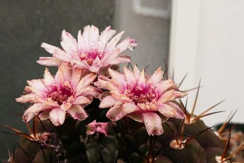 Blooming cactus Stock Photos
