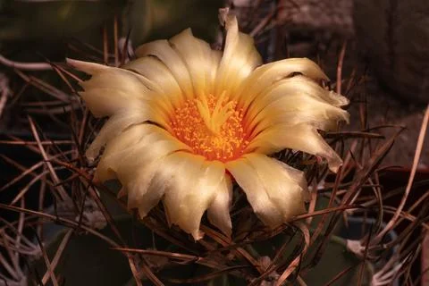 Blooming cactus Stock Photos