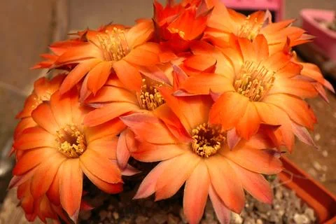 Blooming cactus Foto stock