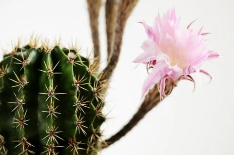 Blooming cactus with unsolved buds Stock Photos