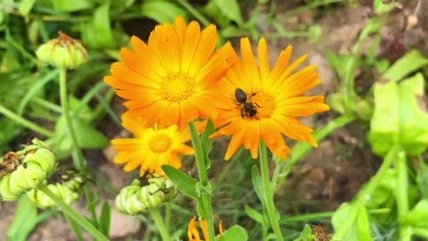 Blooming calendula in the garden Stock Footage 211321528