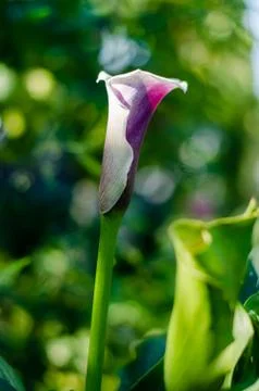 Blooming calla flower side view. A beautiful white-purple flower grows in the Stock Photos