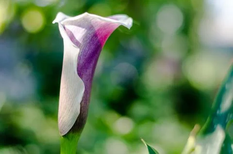 Blooming calla flower side view. A beautiful white-purple flower grows in the Stock Photos