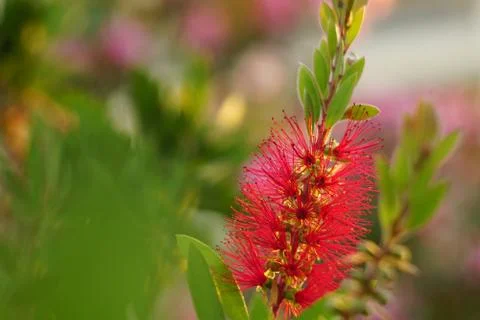 Blooming Callistemon Stock Photos