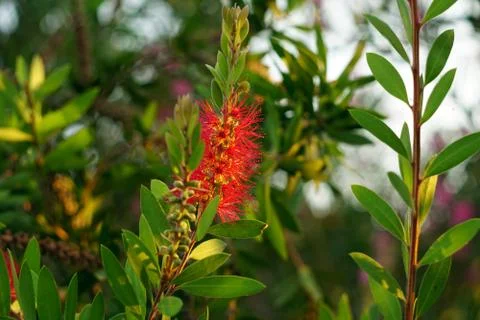 Blooming Callistemon Stock Photos