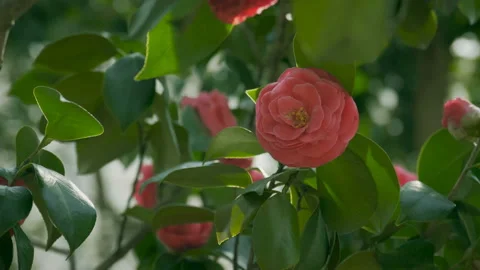 Blooming camellia Stock Footage 87001160