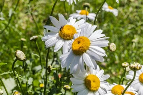 Blooming camomile Stock Photos