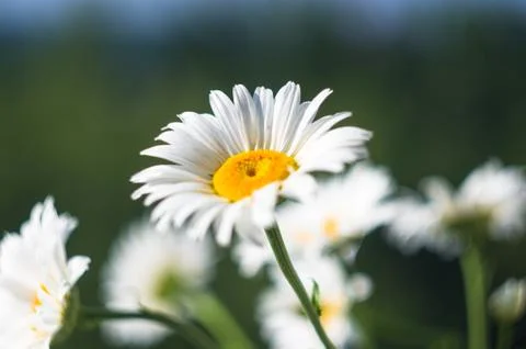 Blooming camomile, selective focus Stock Photos