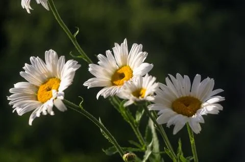 Blooming camomile, selective focus Foto stock