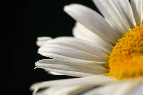 Blooming camomile, selective focus Stock Photos