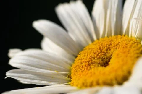 Blooming camomile, selective focus Stock Photos